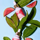 Jeju Guava C3 Serum - 3 Forms of Vitamin C + Energizing Peptides bioBare® Skin Care